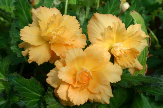 B. ‘Orange Cascade’